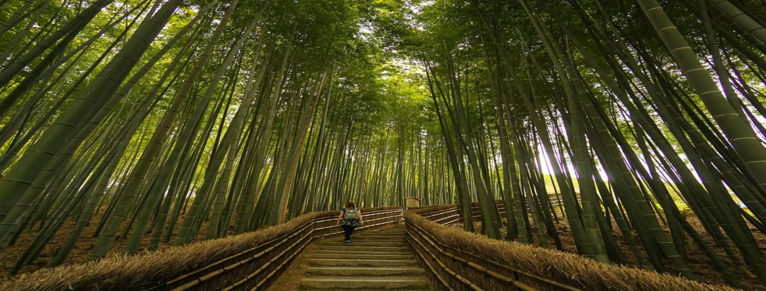 Image for Bamboo Grove